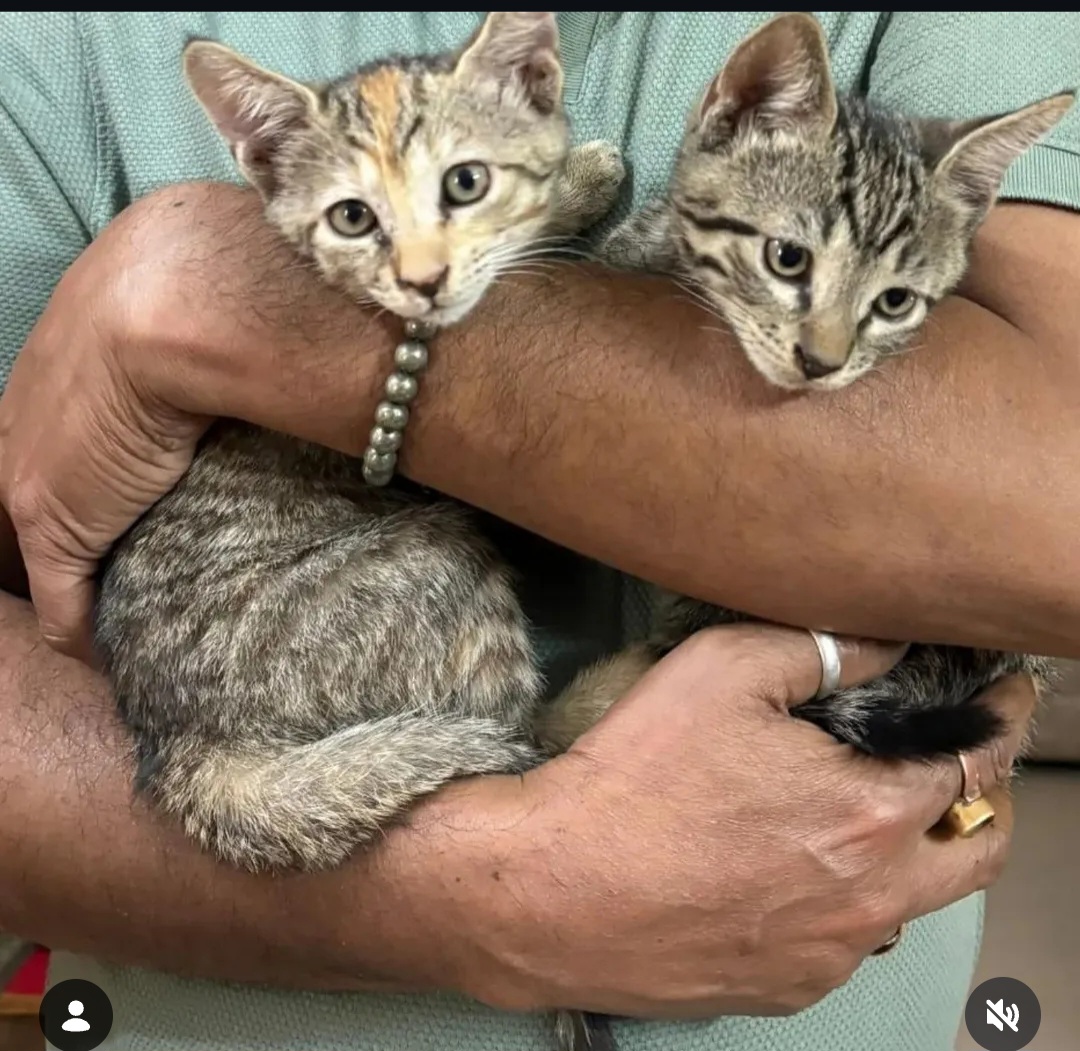 URGENT PAIR ADOPTION – DELHI