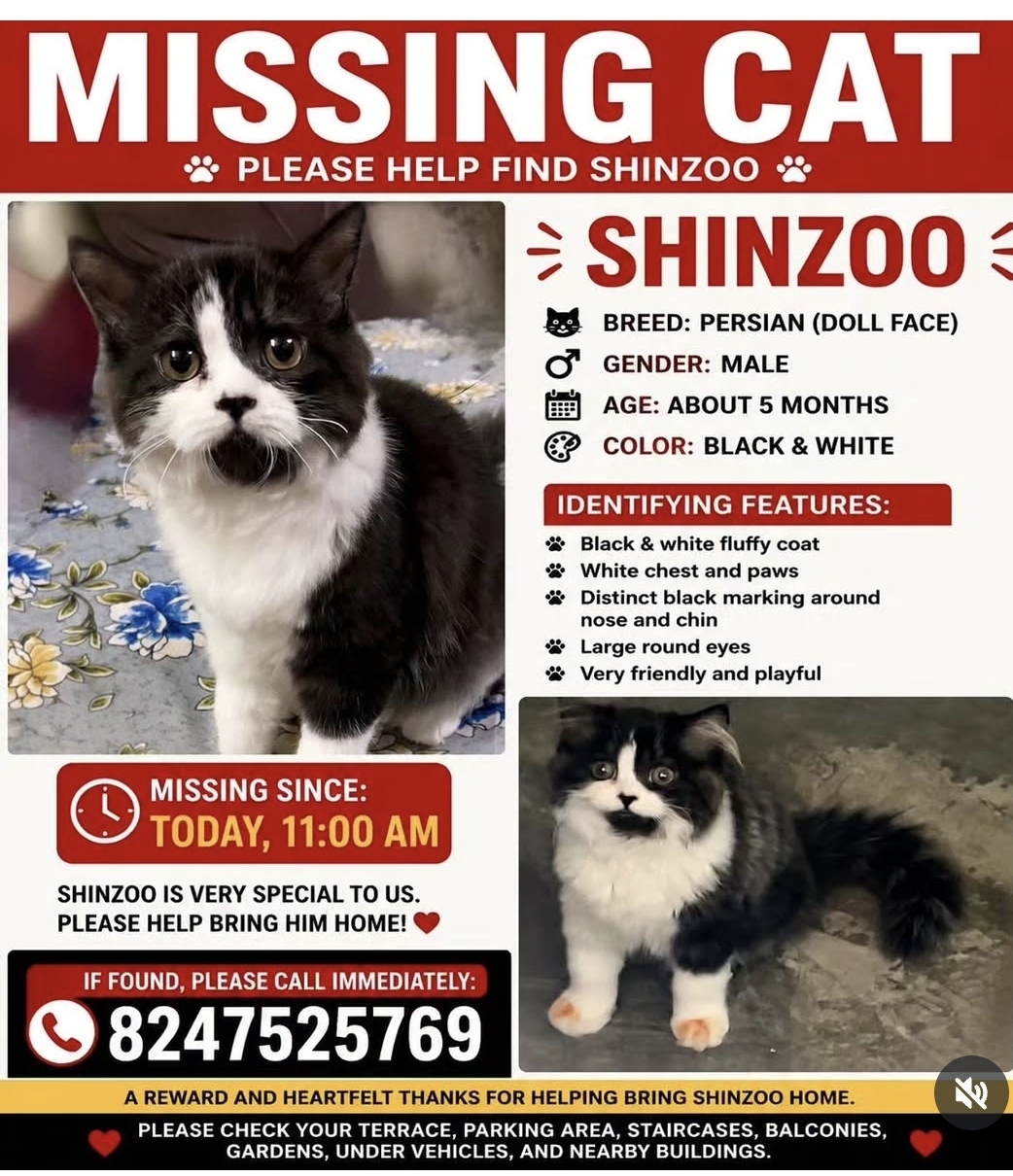 Shinzo pet cat missing