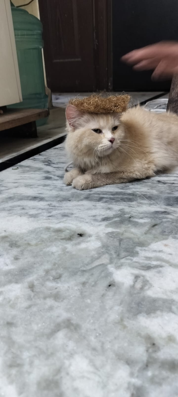 MISSING CAT