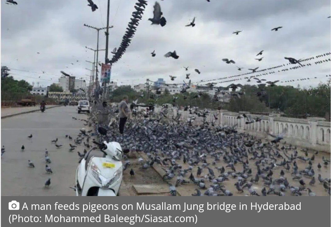 HC seeks report on steps to regulate pigeon feeding in Hyderabad