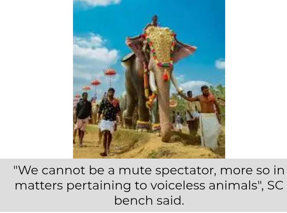 SC Directs Kerala Govt To Take Custody Of State's Tallest Elephant Raman