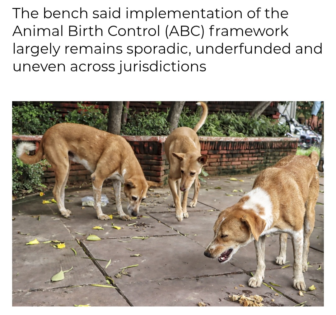 SC Says Right to Dignity Includes Freedom From Threat of Dogs