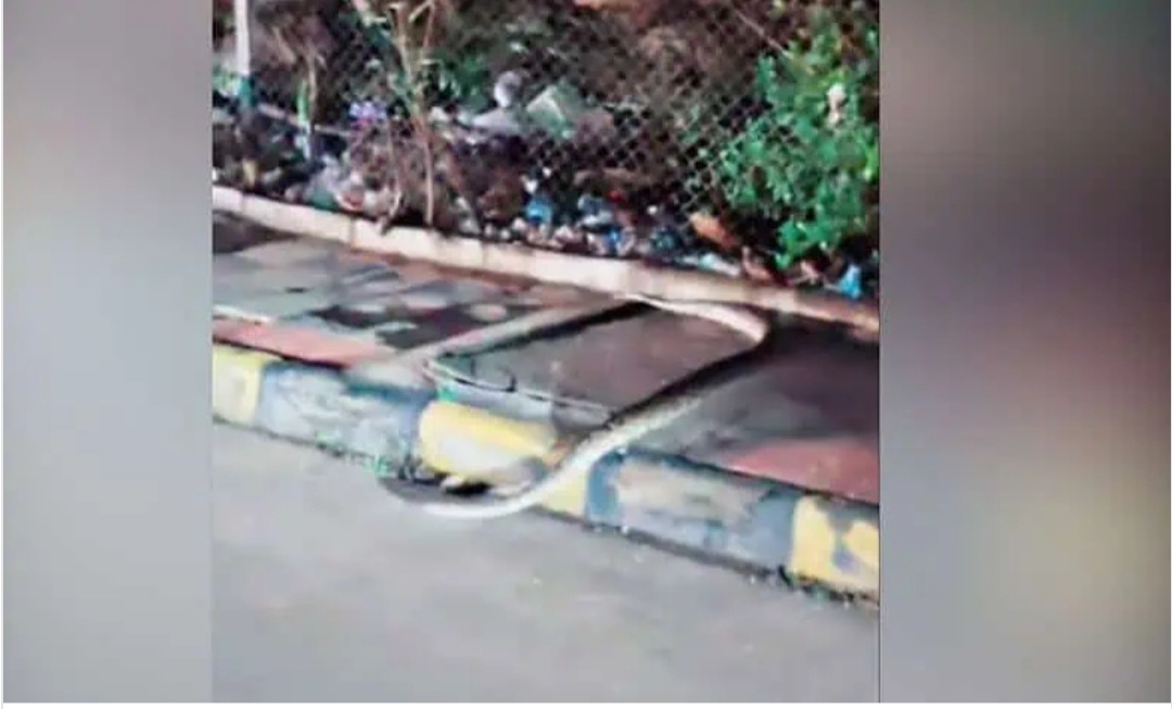 Traffic stops in Gachibowli as 8-foot-long python crosses road
