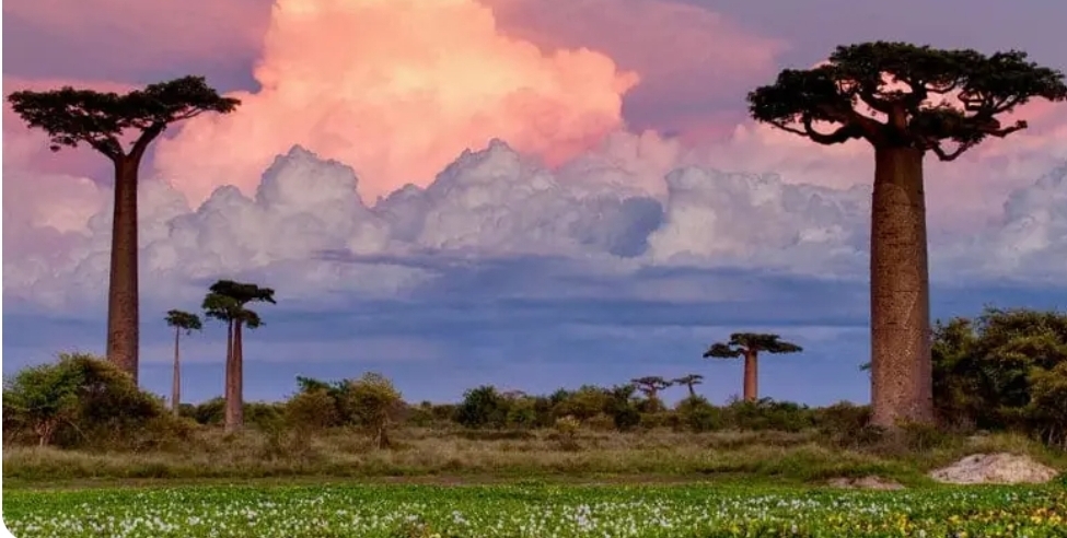 West Africa Civil Society Institute Internship 2026 | Fully Funded