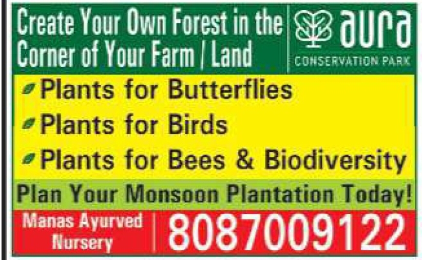 🌱 Create Your Own Forest This Monsoon