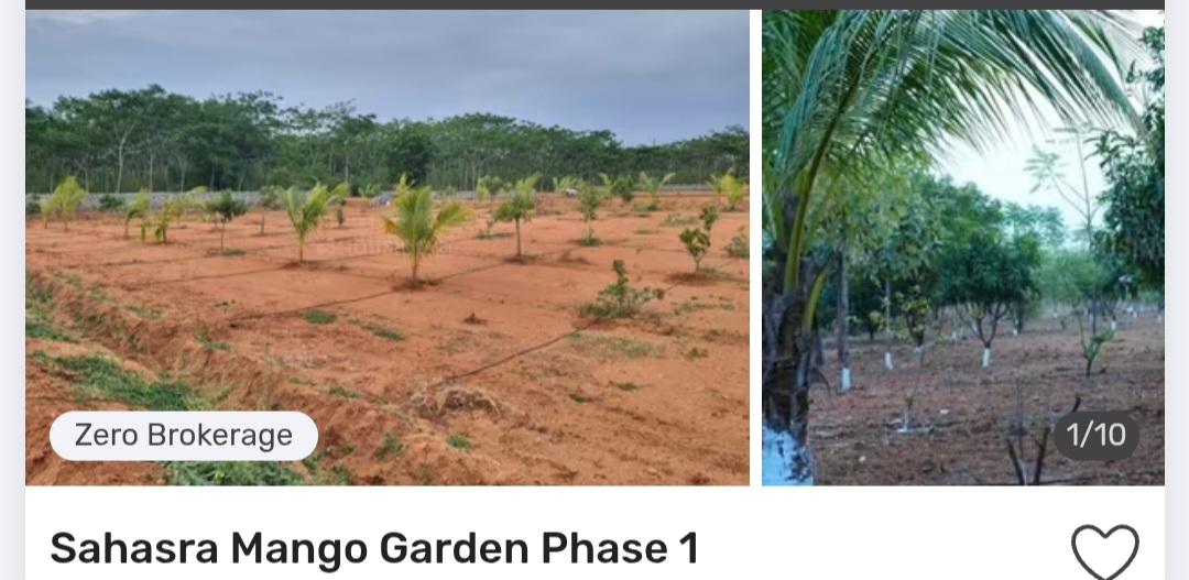 🥭 Sahasra Mango Garden Phase 1 – Bibinagar