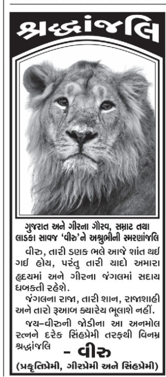 🦁 Tribute to “Veer” – The Pride of Gir🌹 Shraddhanjali