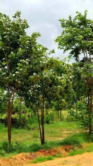 10 Sq. Yards Agricultural/Farm Land for Sale in Adikmet, Hyderabad