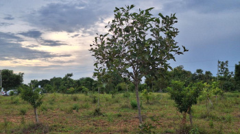 605 Sq.ft. Agricultural/Farm Land for Sale in Yadagirigutta, Hyderabad