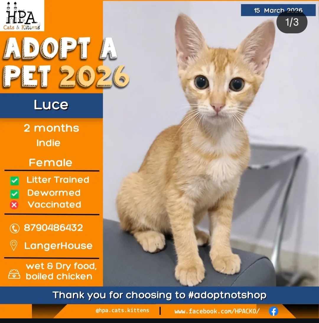 Meet Luce – a sweet little bundle of joy looking for her forever home 🐾